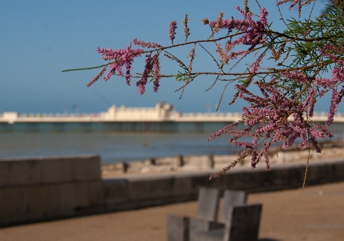 Web Design & Development